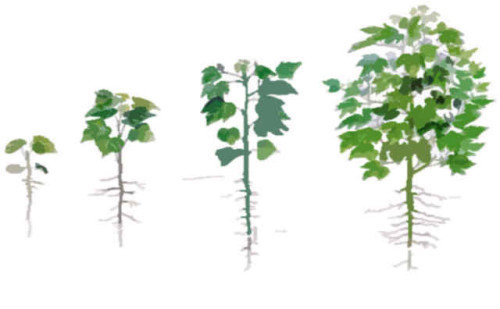 spiritual-growth-progress