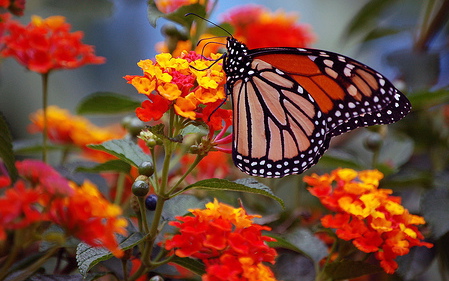 butterfly-on-flowers-count-your-blessings