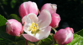 Apple-Blossom-for-Jesus