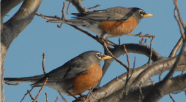 Don't-worry-look-at-the-birds
