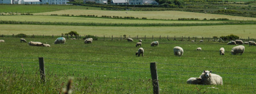 Sheep-Grazing-Banner©Danson's