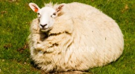 fat-happy-sheep-in-green-pasture