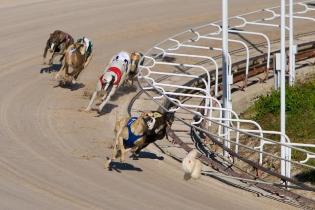 https://www.soulshepherding.org/wp-content/uploads/2011/10/greyhounds-chase-rabbit.jpg